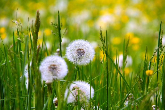 Free download dandelions sonchus oleraceus nuns free picture to be edited with GIMP free online image editor