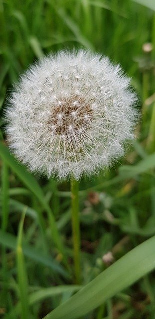 Gratis download Dandelion Summer Plant - gratis foto of afbeelding om te bewerken met GIMP online afbeeldingseditor