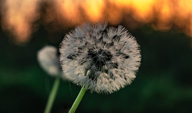 Free download dandelion sunrise morning dew free picture to be edited with GIMP free online image editor