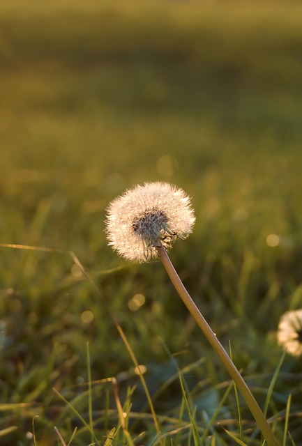 Free download dandelion sunset close up nature free picture to be edited with GIMP free online image editor