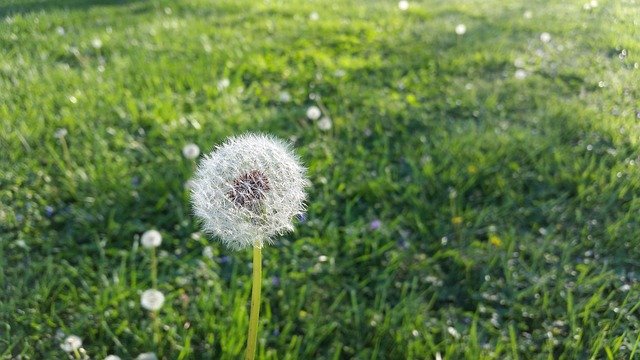 Free picture Dandelions Weeds Summer -  to be edited by GIMP free image editor by OffiDocs
