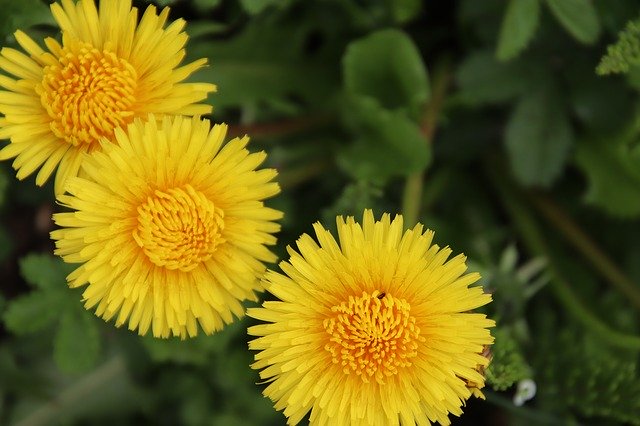 Gratis download Dandelions Yellow Flower Botany - gratis foto of afbeelding om te bewerken met GIMP online afbeeldingseditor