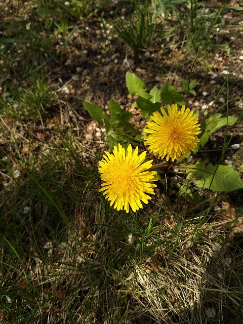 Free download Dandelions Yellow Flowers -  free photo or picture to be edited with GIMP online image editor