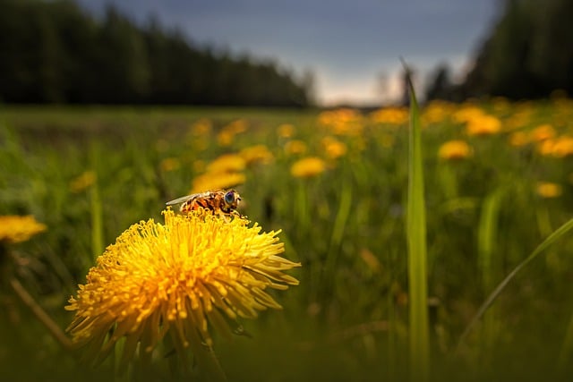 قم بتنزيل صورة مجانية لـ dandelion taraxacum fly Spring لتحريرها باستخدام محرر الصور المجاني عبر الإنترنت GIMP