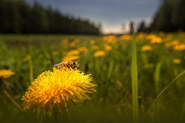 Free download dandelion taraxacum fly spring free picture to be edited with GIMP free online image editor