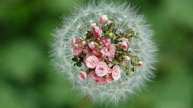 Free download dandelion taraxacum garden flowers free picture to be edited with GIMP free online image editor