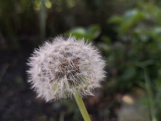 Free download Dandelion Taraxacum Plants -  free photo or picture to be edited with GIMP online image editor