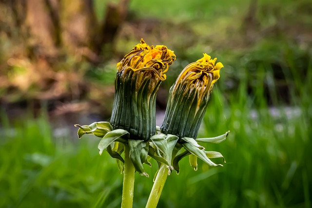 Free download dandelion taraxacum wild plant free picture to be edited with GIMP free online image editor