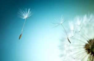 Free download dandelion_teal free photo or picture to be edited with GIMP online image editor