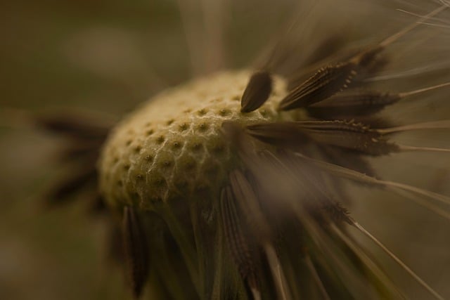 Free download dandelion weed seeds nature free picture to be edited with GIMP free online image editor