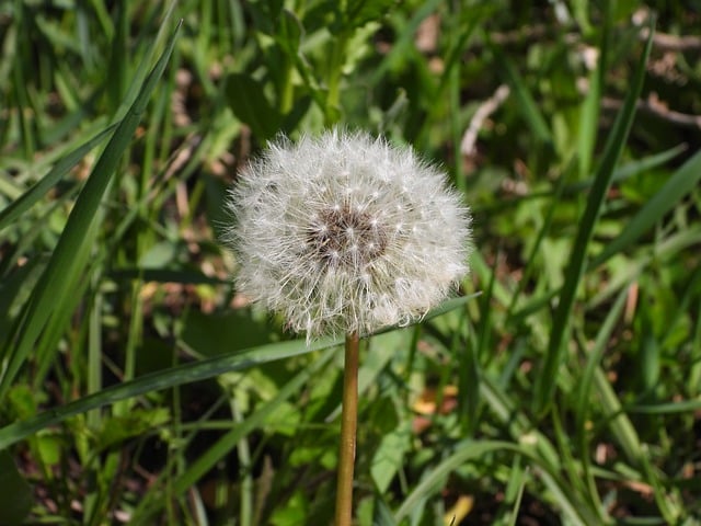 Free download dandelion white flower flower free picture to be edited with GIMP free online image editor