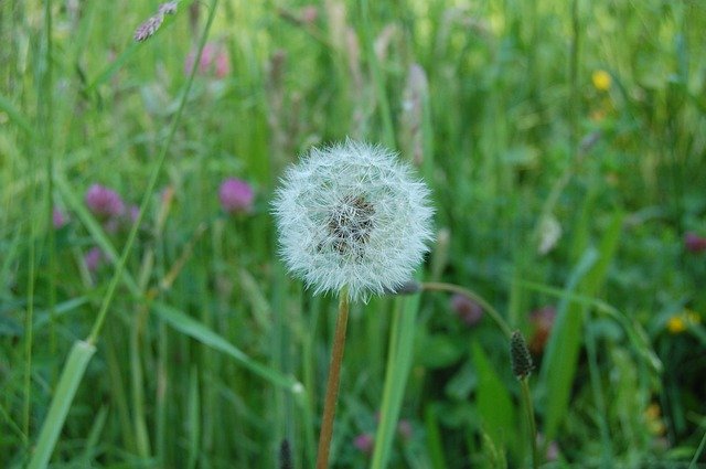Free download Dandelion White Seed -  free photo or picture to be edited with GIMP online image editor
