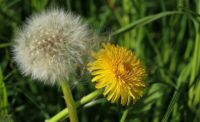 Free download dandelion white yellow cross free picture to be edited with GIMP free online image editor