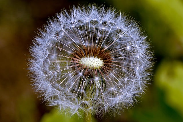 Free download dandelion wildflower dandelion seed free picture to be edited with GIMP free online image editor