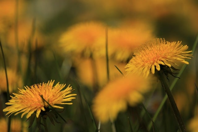 Kostenloser Download Dandelion Wild Flowers - kostenloses Foto oder Bild zur Bearbeitung mit GIMP Online-Bildbearbeitung