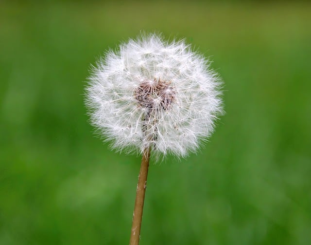 Free download dandelion wildflower seeds free picture to be edited with GIMP free online image editor