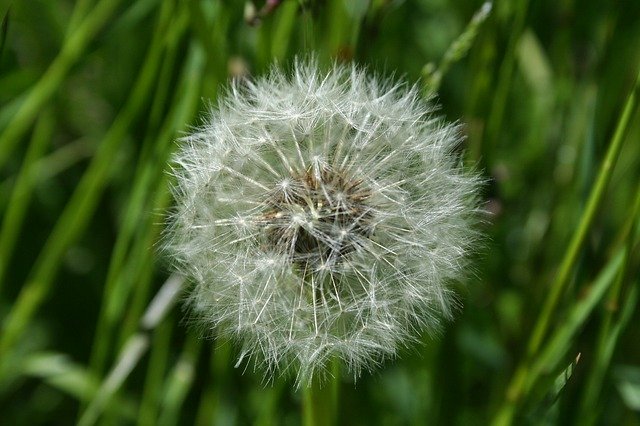 Free picture Dandelion Wind -  to be edited by GIMP free image editor by OffiDocs
