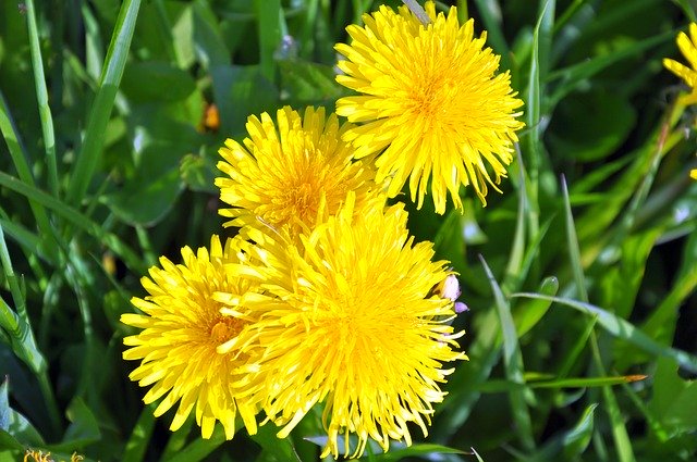 Free download Dandelion Yellow Blossom -  free photo or picture to be edited with GIMP online image editor