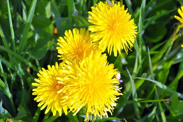 Muat turun percuma Dandelion Yellow Blossom - foto atau gambar percuma untuk diedit dengan editor imej dalam talian GIMP