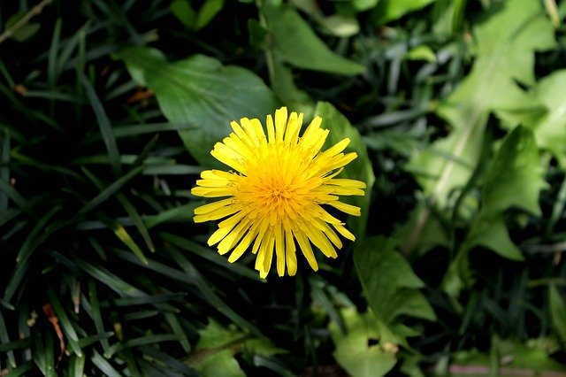 تنزيل Dandelion Yellow Flowers - صورة مجانية أو صورة يتم تحريرها باستخدام محرر الصور عبر الإنترنت GIMP