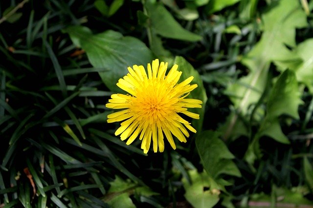 Free download Dandelion Yellow Flowers -  free photo or picture to be edited with GIMP online image editor