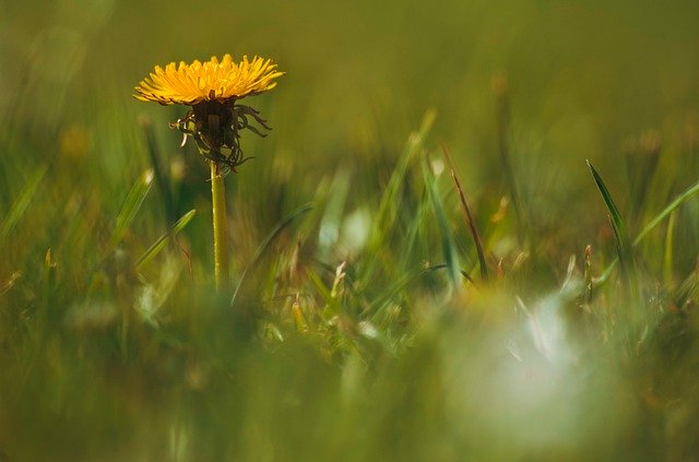 Free picture Dandelion Yellow Grass -  to be edited by GIMP free image editor by OffiDocs