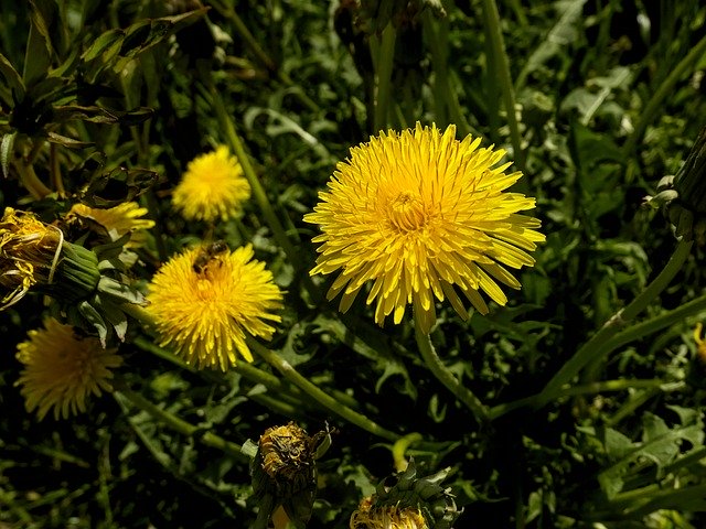 Download gratuito Dandelion Yellow Nature - foto o immagine gratuita da modificare con l'editor di immagini online di GIMP