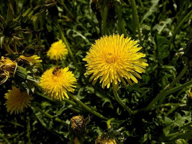 تنزيل Dandelion Yellow Nature مجانًا - صورة مجانية أو صورة ليتم تحريرها باستخدام محرر الصور عبر الإنترنت GIMP