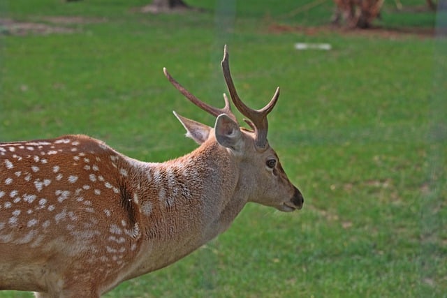 Free download daniel horns hart animal mammal free picture to be edited with GIMP free online image editor