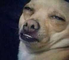 Free download Dank free photo or picture to be edited with GIMP online image editor