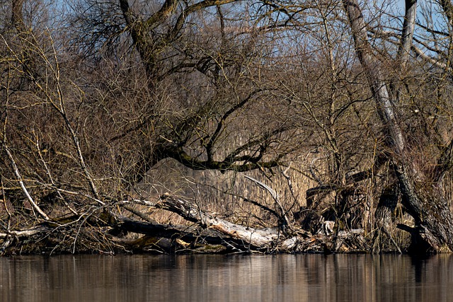 Free download danube river forest lake nature free picture to be edited with GIMP free online image editor