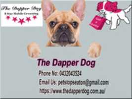 Free download Dapper Dog free photo or picture to be edited with GIMP online image editor