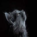 dark  screen for extension Chrome web store in OffiDocs Chromium