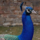 Dark Blue Peacock  screen for extension Chrome web store in OffiDocs Chromium