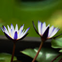 Dark Blue Water Lily  screen for extension Chrome web store in OffiDocs Chromium