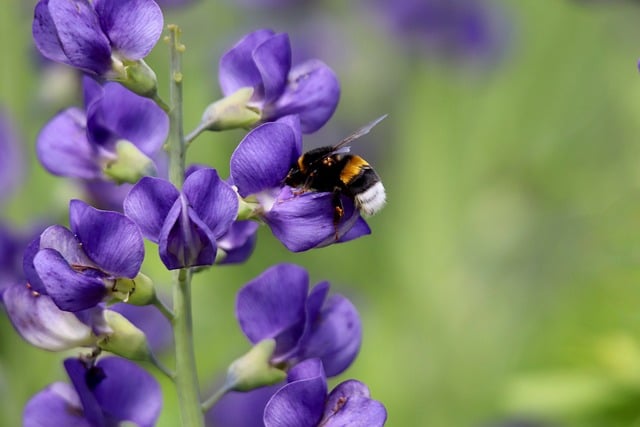 Free download dark bumblebee indigolupine free picture to be edited with GIMP free online image editor