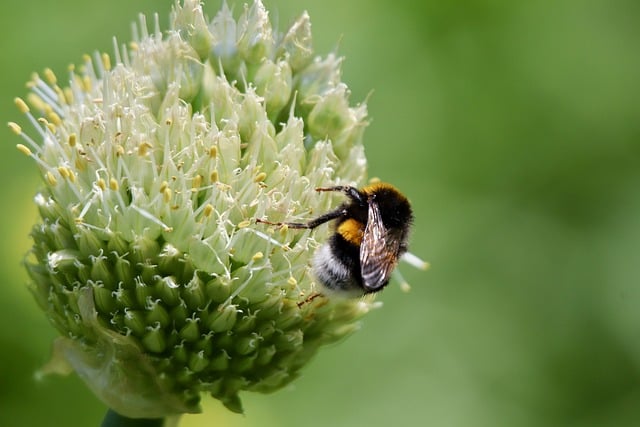 Free download dark bumblebee insect bombus bee free picture to be edited with GIMP free online image editor