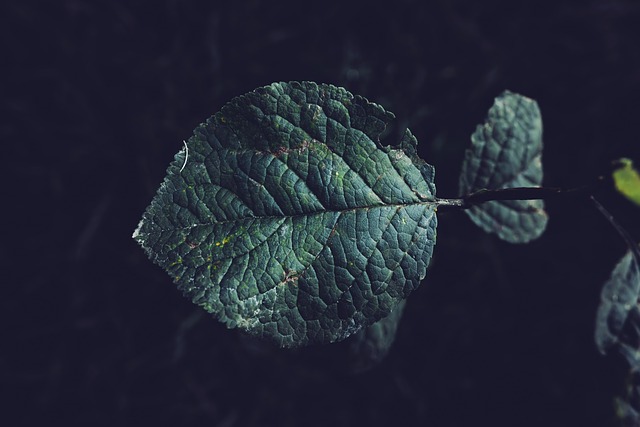 Free download dark dark background dark green free picture to be edited with GIMP free online image editor