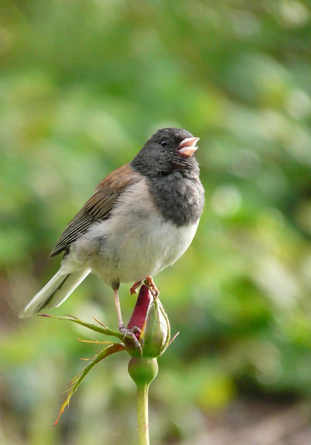 Free graphic dark eyed junco bird animal junco to be edited by GIMP free image editor by OffiDocs