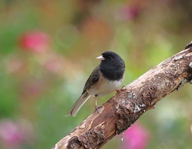 Free download dark eyed junco bird finch wildlife free picture to be edited with GIMP free online image editor