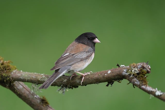 Free download dark eyed junco junco nature bird free picture to be edited with GIMP free online image editor