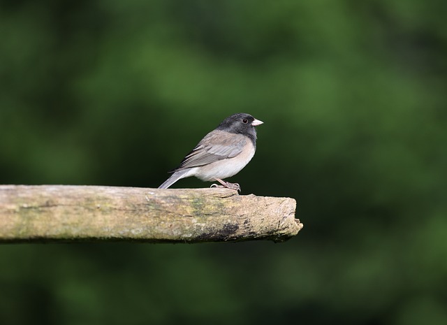 Free download dark eyed junco nature bird free picture to be edited with GIMP free online image editor