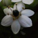 Dark Flowers  screen for extension Chrome web store in OffiDocs Chromium