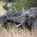 Dark Grey Elephants  screen for extension Chrome web store in OffiDocs Chromium