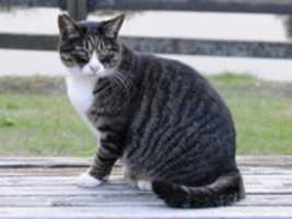 Free download Dark Mackerel Tabby free photo or picture to be edited with GIMP online image editor