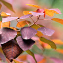 Dark purple leaves  screen for extension Chrome web store in OffiDocs Chromium