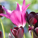 Dark Purple Tulips  screen for extension Chrome web store in OffiDocs Chromium