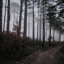 Dark road and forest  screen for extension Chrome web store in OffiDocs Chromium