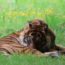 Dark Yellow Tiger  screen for extension Chrome web store in OffiDocs Chromium