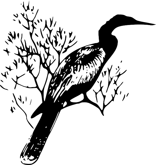 Free download Darter Snake-Bird Bird - Free vector graphic on Pixabay free illustration to be edited with GIMP free online image editor